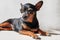 Black and brown miniature pinscher portrait in summer time. Smart and cute pincher with funny ears and round eyes - Visual