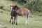 Black and brown Pottoka foals