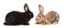 Black and brown rabbits sitting together