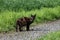 black and brown semi wild cat