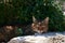 Black and brown tabby cat is relaxed and contented, sleeping peacefully in the shade of a bush