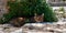 Black and brown tabby cat is relaxed and contented, sleeping peacefully in the shade of a bush