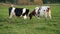 Black and brown white cows grazing on green meadow, blurred trees in background