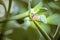 Black, brown and White striped Jumping spider salticidae sitting on a leaf, Cape Town