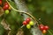 Black Bryony Berries