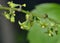 Black Bryony Flowers