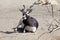 Black buck antelope