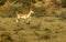 Black-buck baby Jumping in mid-air in greenery