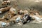 Black buck herd resting-Indian