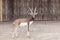 Black buck standing looking camera