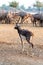 Black buck walking