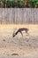 Black buck walking vertical