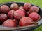 A black bucket tub full of red leather cricket balls