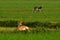 Black bucks on meadow