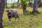 Black buffalo or carabao on green grass pasture, Asian countryside landscape.