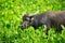 Black Buffalo eating green leaf in river