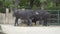 Black Buffalo eating hay in captivity