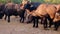 Black buffalo in farm in india,big group of black indian buffalo,asian black buffalo group in farm