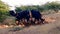 Black buffalo in farm in india,big group of black indian buffalo,asian black buffalo,two black cow