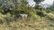 A black buffalo grazes in the jungle. Around- lush green grass, bushes, trees.