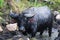 Black buffalo in the Philippines standing in muddy water.