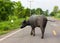 Black buffalo on the road.