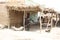 Black buffalo in a thatched roof shed