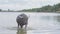 Black buffalo walking on the river with front