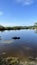 black buffalo wallowing in fresh water beside the sea