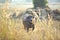 Black buffalo in yellow grassland.