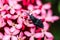 Black bug on pink flower