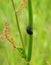 Black bug on plant , Lithuania