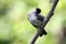 Black bulbul