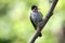 Black bulbul