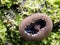 Black bulgar fungus on mossy log. Bulgaria inquinans. Closeup detail.