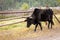Black bull along wooden fence