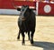 Black bull in bullfighting ring