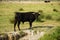 Black bull in the Camargue France