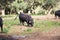 black bull in the countryside of spain. The bull is art and tradition