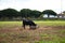 black bull eating grass and grass in the countryside of spain. The bull is art and tradition