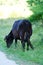 Black bull eating grass on the mountain