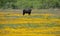 Black bull in a field of flowers