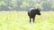 Black bull grazing in pasture