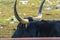 Black bull with long sharp horns pointing upwards