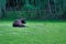 Black bull lying in the field, green grass, birch-trees