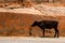 Black bull on red wall