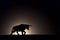 Black bull silhouette