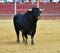 Black Bull in spain running in bullring