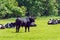 A black bull stands on a green meadow where several cows are lying. Farm cattle on a pasture on a sunny spring day. Animal