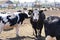 Black bull with a white muzzle is looking at the camera. Cows dairy farm graze and rest in the paddock outdoors.